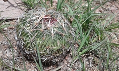Echinofossulocactus zacatecasensis