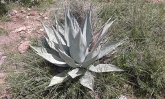 Agave applanata