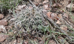 Coryphantha ottonis