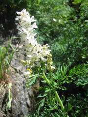 Corydalis caseana brachycarpa