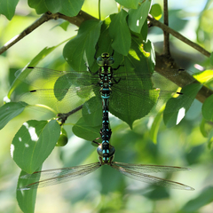 Aeshna canadensis