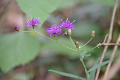 Vernonia texana