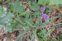 Vernonia texana