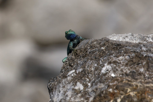 Lagoon Spiny Lizard