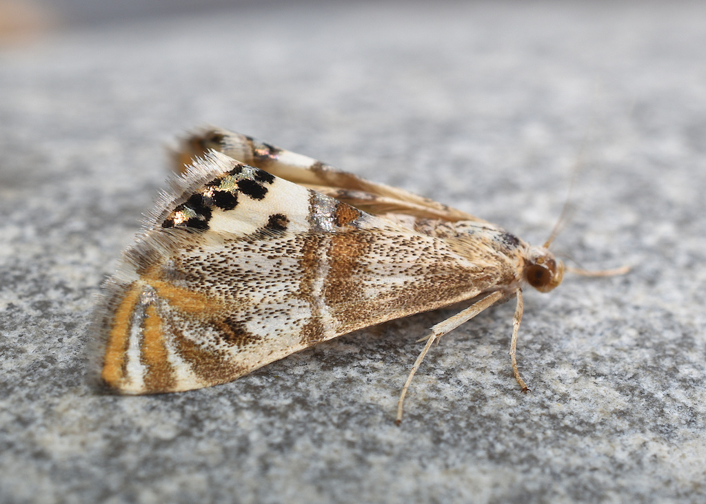 Two-banded Petrophila