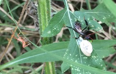 Acanthocephala femorata