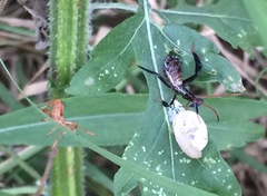 Acanthocephala femorata