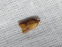 Acleris aspersana