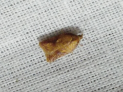 Acleris aspersana