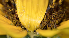 Brachycaudus helichrysi