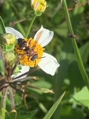 Triepeolus rufithorax