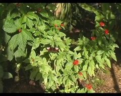 Heliconius melpomene plesseni