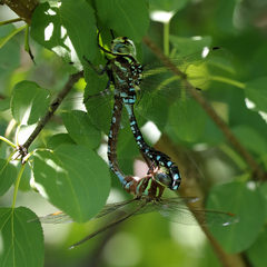 Aeshna canadensis