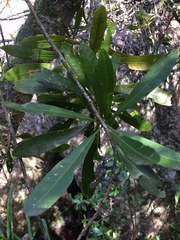 Pouteria salicifolia