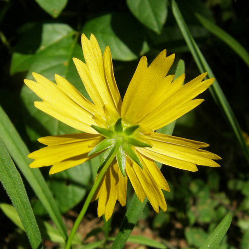 Coreopsis lanceolata