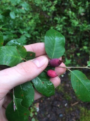 Amelanchier bartramiana