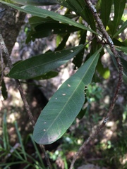 Pouteria salicifolia