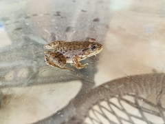 Lithobates clamitans