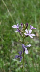 Buchnera floridana image
