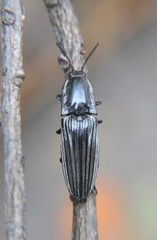 Chalcolepidius approximatus
