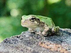 Hyla chrysoscelis
