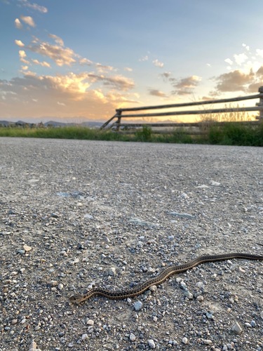 Western Terrestrial Garter Snake photographed in Montana