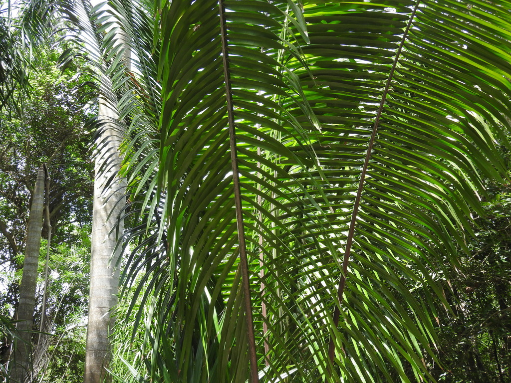 Cohune Palm in June 2017 by Enrique Flores · iNaturalist