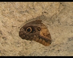 Caligo idomeneus