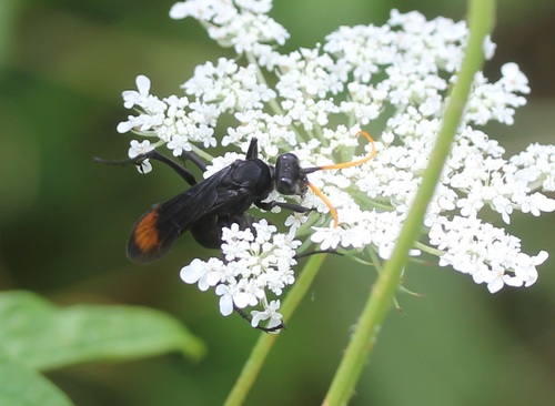 Eastern Tawny-horned Spider Wasp photo 5