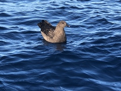 Stercorarius antarcticus