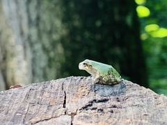 Hyla chrysoscelis