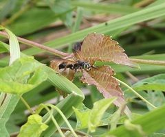 Tachytes guatemalensis