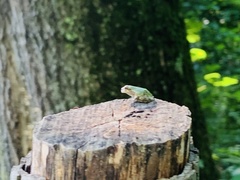 Hyla chrysoscelis
