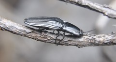 Chalcolepidius approximatus