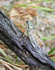 Neocicada hieroglyphica