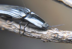 Chalcolepidius approximatus