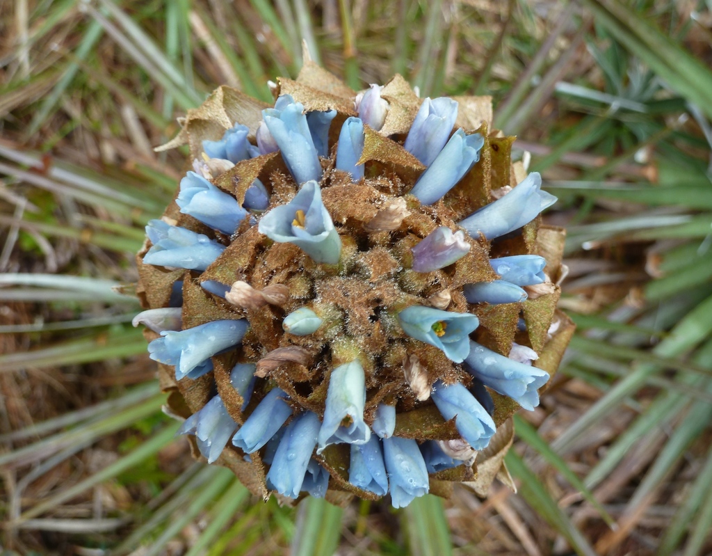 sotol puya