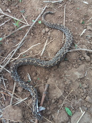 Crotalus polystictus