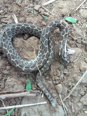 Crotalus polystictus