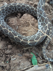 Crotalus polystictus