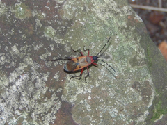 Dysdercus ruficollis