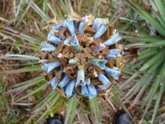 Puya dasylirioides