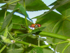 Dysdercus ruficollis