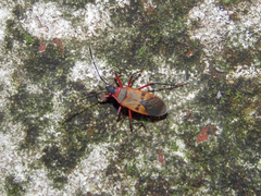 Dysdercus ruficollis