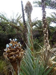 Puya dasylirioides