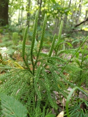 Lycopodiales