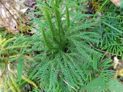Lycopodiales