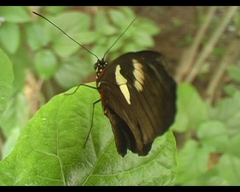 Heliconius melpomene plesseni