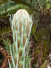 Puya dasylirioides