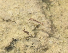 Toxorhynchites rutilus